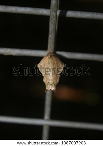 The chrysalis of an Orchard Swallowtail Butterfly (Papilio aegeus) suspended from a fence in Brisbane, Australia.