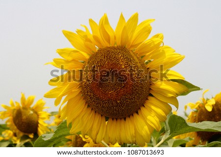 Sunflower Field Pics