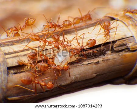 Red Ant working Macro insect hunter Ant moveing Egg Asia.