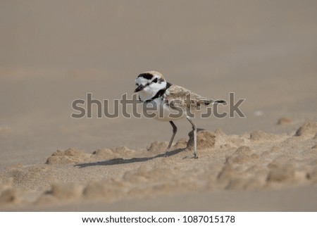 Male Malaysian plover is a small wader that nests on beaches and salt flats in Southeast Asia. The male can be recognized by a thin black band around the neck.