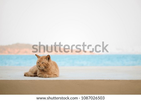 Close Up Photo A Beautiful Brown Cute Cat Relaxing with Blue Sea and Mountain Background.
