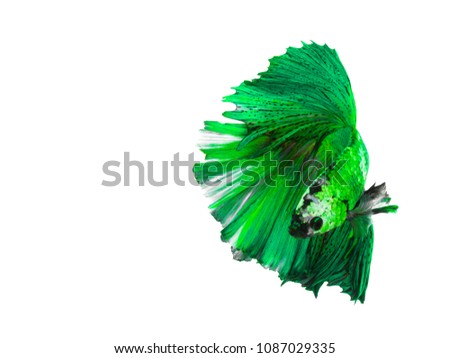 Green and white color Siamese fighting fish(Rosetail)(half moon),fighting fish,betta splendens isolated on white background with clipping path