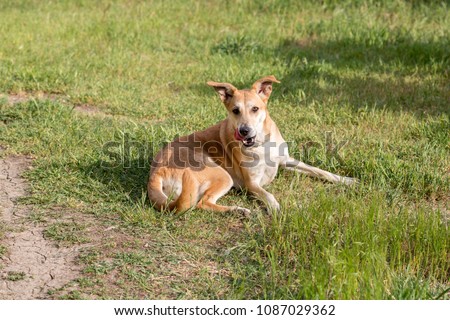 red-haired dog playing on grass. dog sporting in nature. big cute dog on sunny day in meadow