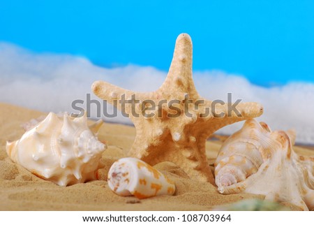 seashells and starfish lying on the beach