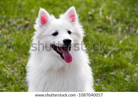 closeup white american eskimo dog is smiling Royalty-Free Stock Photo #1087040057