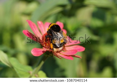 Macro of a striped bumblebee Bombus lucorum collecting pollen and nectar in a pink Zinnia flower with green leaves in the foothills of the Caucasus                               