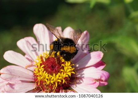  Macro of furry and black-orange striped bumblebee Bombus lucorum with pollen on the legs that collects pollen and nectar in a pink flower Zinnia in the foothills of the Caucasus   