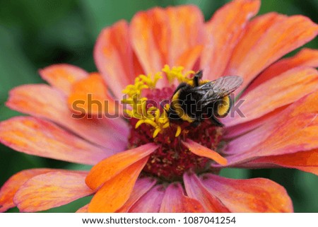 Macro of furry black and yellow bumblebee Bombus lucorum collecting pollen and nectar in orange-pink blossom of Zinnia in foothills of Caucasus