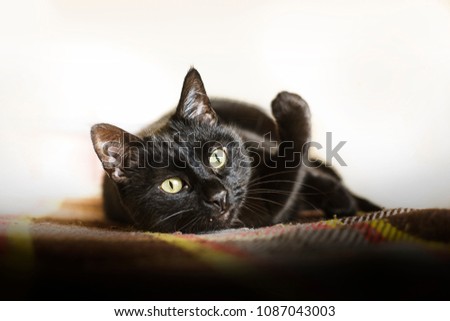 black cat with a raised paw