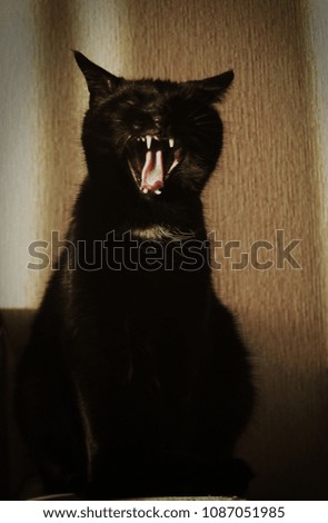 black cat yawns
