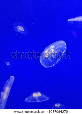 moon jellyfish or moon jelly or Aurelia aurita with a blue blackground underwater  copy space duo tone stock, photo, photograph, picture, image