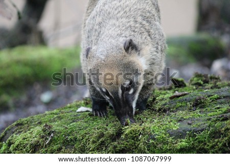 Ring-tailed coati or south American coati, (nasua Nasua) looking for food is a member of the raccoon family stock, photo, photograph, picture, image