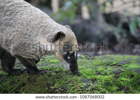 Ring-tailed coati or south American coati, (nasua Nasua) looking for food is a member of the raccoon family stock, photo, photograph, picture, image