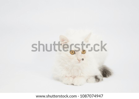 Cute picture of White kitten with yellow eyes, grey tail and black beauty spot near the nose.  style cat on white background, isolated.