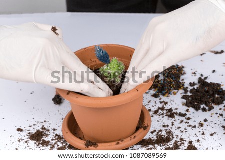 pot and cactus