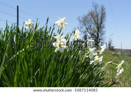Wild daffodils growing along a roadside in Arkansas. Delicate blossom with yellow centers against a bright blue sky. Concepts of wildflowers, naturalized, beauty, nature, spring