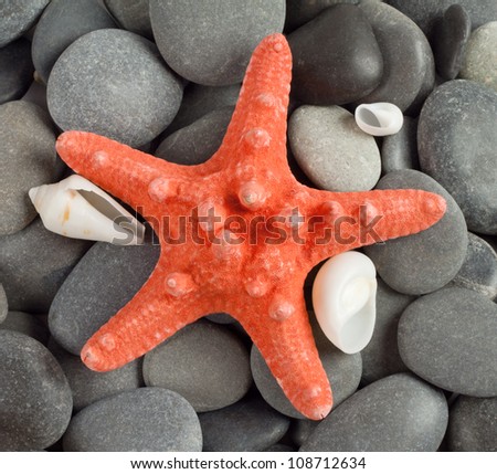 Orange sea star on the dark rocks