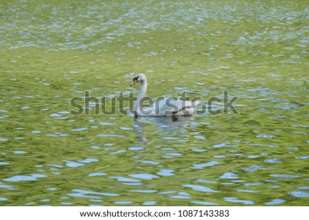 Lonely Swan on the lake
