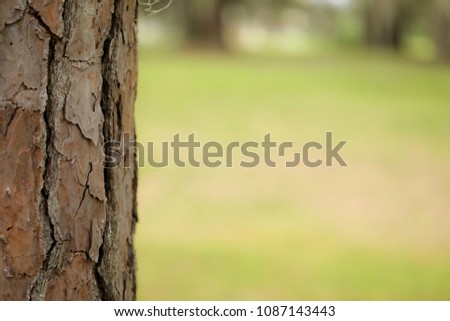 Part of a pine tree body showing texture in great detail with green blurry background