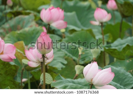 Lotus or lily, Nelumbo nucifera, also known as Indian lotus, sacred lotus, bean of India, Egyptian bean