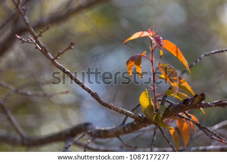 Plants and leafs. Theese leafs are red and pink. Sakura Leafs, autumn leaves sakura, nature background, red leafs, Sakura Leave, selective focus
