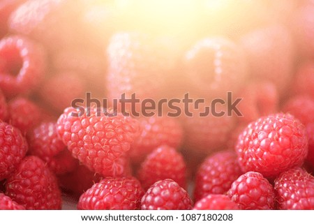 Ripe raspberries macro. Selective focus. Fruit background with copy space. Sunny summer and berries harvest concept. Sunlight effect. Vegan, vegetarian, raw food.