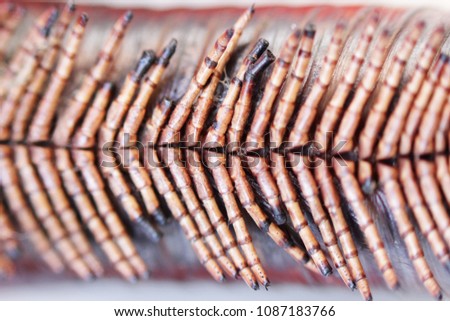 set of extremities of giant African millipede. Macro.