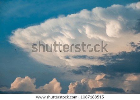 Swallows flying in the afternoon against beautiful cumulonimbus cloud