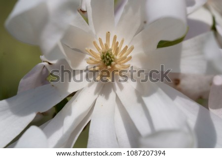Close up of beautiful white Magnolia flower in Spring season.