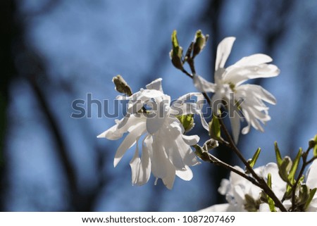 Close up of beautiful white Magnolia flower in Spring season.