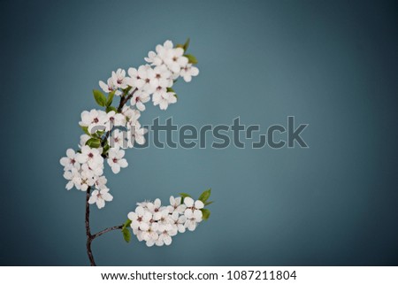 Photo of blooming prune branch in clean 
teal background