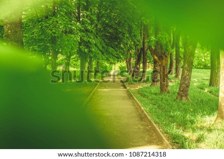 green road in park zone between branch 