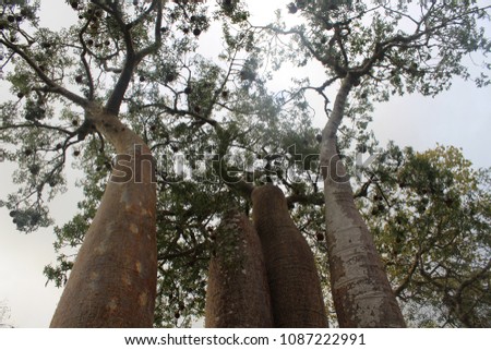 Beautiful baobab trees in Ifaty Baobab Forest, Madagascar