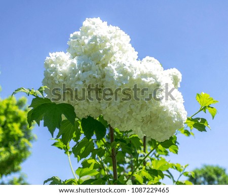 Bush with white flowers in the park in spring - Buldenezh flowers