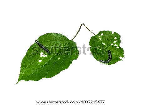 A leaf of a tree is eaten by a caterpillar on a white background