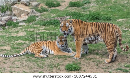 Siberian tiger or Amur tiger, couple, love
