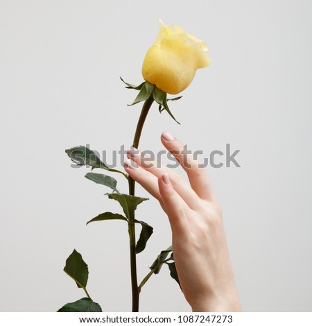 Minimal style. Minimalist beauty and fashion photography. A woman's hand with a fresh flower on a gray wall background