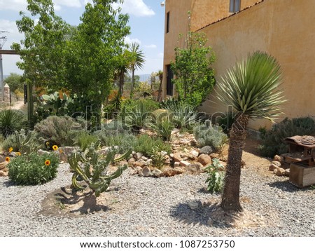 Desert garden, backyard in a lavender ranch in Mexico, includes cactus, palmtrees, dandelion, stones,  Royalty-Free Stock Photo #1087253750
