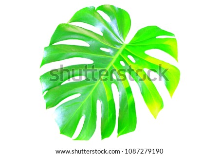 Monstera leaf isolated on white background