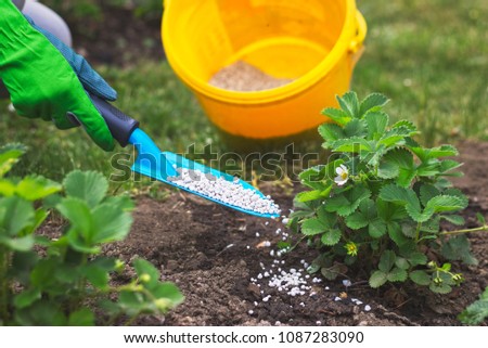 Farmer giving granulated fertilizer to young strawberry plants. Hand in glove holding shovel and fertilize organic garden Royalty-Free Stock Photo #1087283090