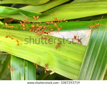 red ant or weaver on leaf green.
