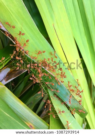 red ant or weaver on leaf green.