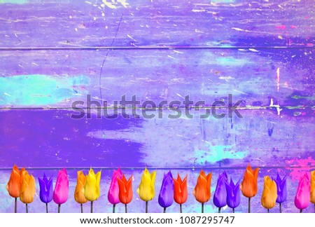 Tulips on purple colorful vintage background with shabby distressed grungy texture hippie style 