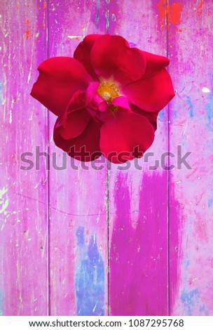 Pink grungy red rose background with shabby vintage distressed grungy texture hippie style 