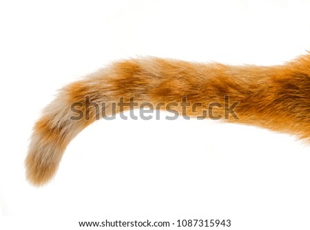Cat Tail isolated on white background, orange cat Royalty-Free Stock Photo #1087315943