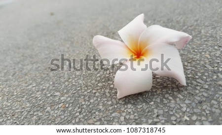 Close-up single white plumeria flower on blur rock floor background texture and selective focus. copy space