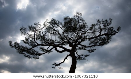 old pine silhouette