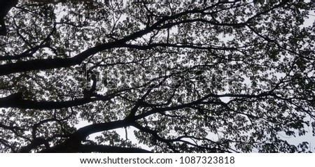 Silhouette of tree branches using background.