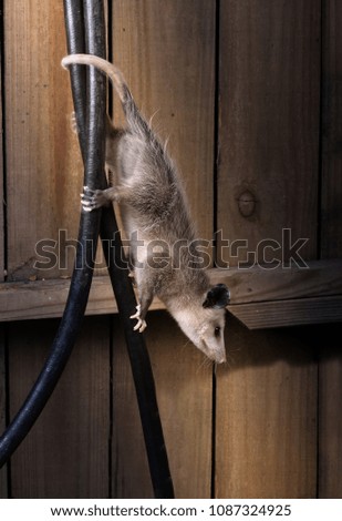 Young  Virginia opossum (Didelphis virginiana) descends the garden hose against the background of a wooden wall - the fence. Texas, US