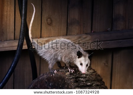 Young  Virginia opossum (Didelphis virginiana) on a log near the fence. Night Scene. Texas, United States